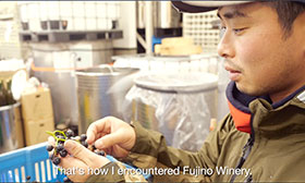 Sapporo Fujino Winery