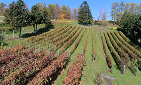 Sapporo Fujino Winery