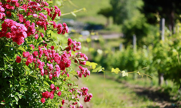 Sapporo Fujino Winery