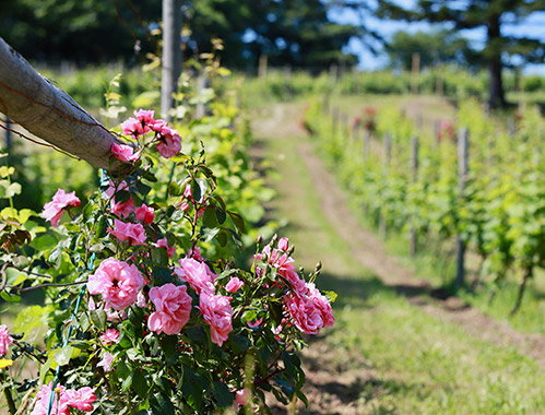 Sapporo Fujino Winery