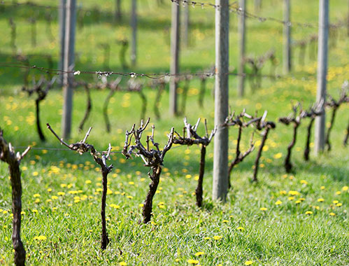 Sapporo Fujino Winery